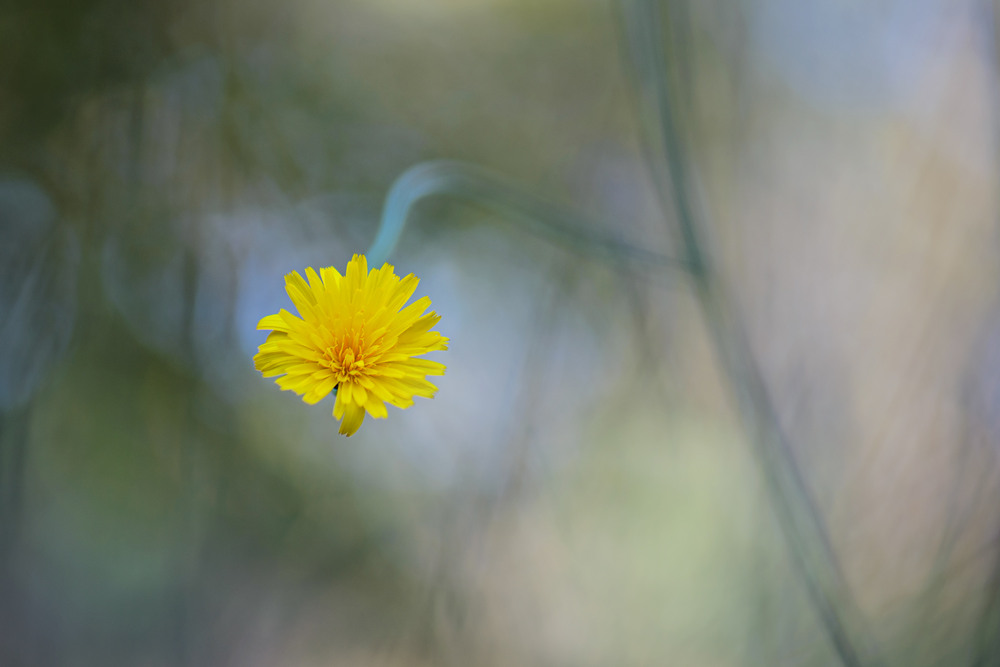Фотографія Макро / Ірина Філіпенко / photographers.ua