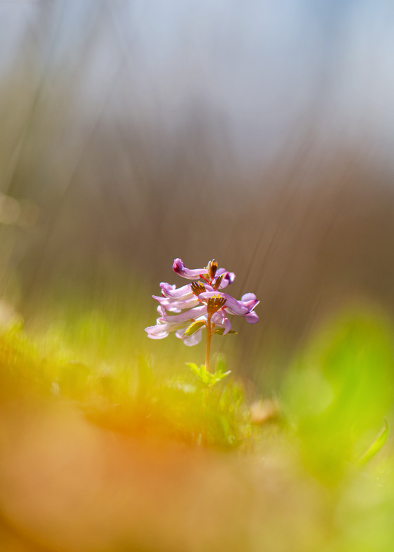 Фотографія Макро / Ірина Філіпенко / photographers.ua