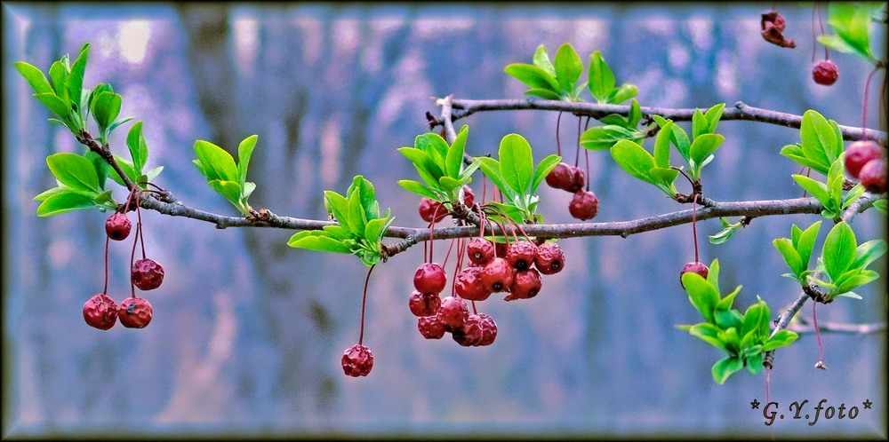 Фотографія Весна і осінь в одному кадрі... / Gregori Yakimchuk / photographers.ua