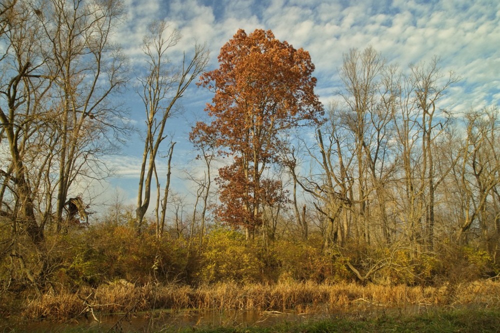 Фотографія Залишились тільки спогади про осінь / Gregori Yakimchuk / photographers.ua