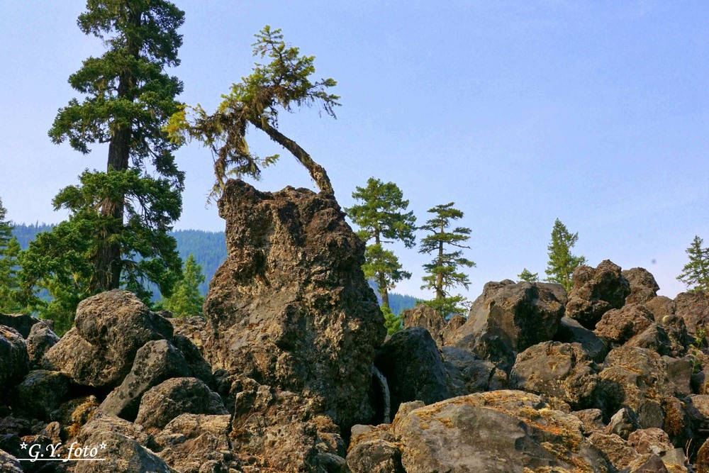 Фотографія І на каміннях ростуть дерева / Gregori Yakimchuk / photographers.ua