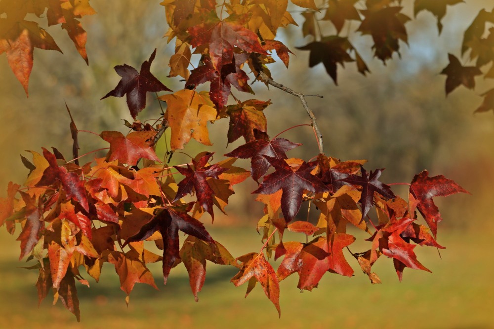 Фотографія Опадає листя клена... / Gregori Yakimchuk / photographers.ua