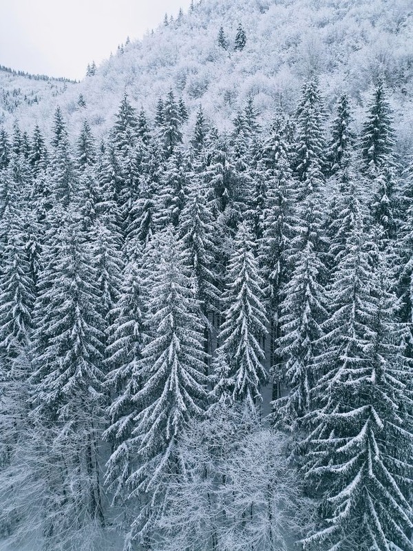 Фотографія Snow forest / Надежда Мельникова / photographers.ua