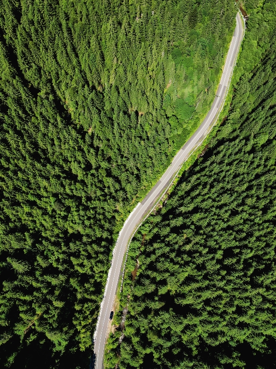 Фотографія Road in forest / Надежда Мельникова / photographers.ua