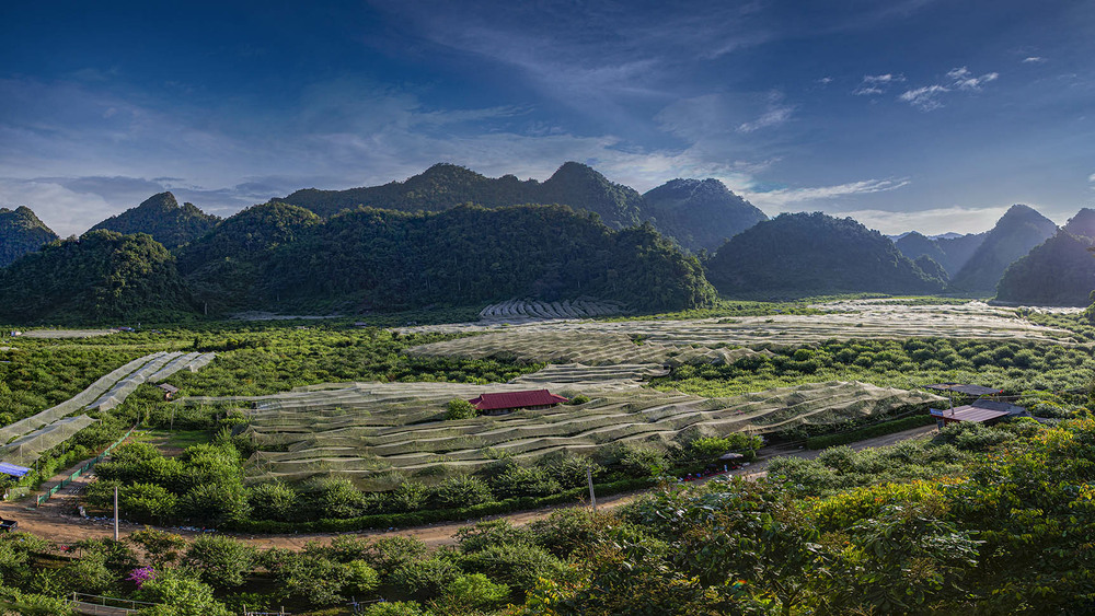 Фотографія Зеленая долина Мок Чау, Вьетнам. / KhongNgoc / photographers.ua