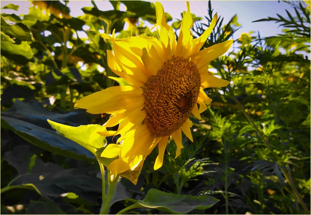 Фотографія Сонячна квітка / Anatoliy Storchak / photographers.ua