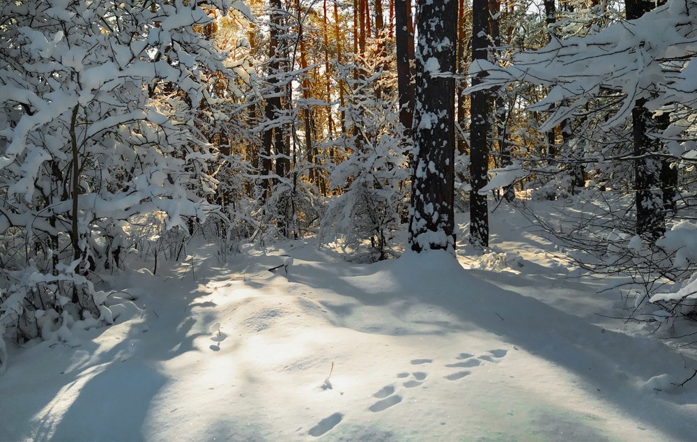 Фотографія В засніженому лісі / Anatoliy Storchak / photographers.ua