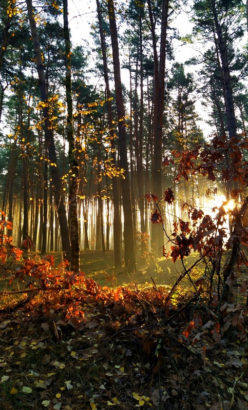 Фотографія Сонце в осінньому лісі / Anatoliy Storchak / photographers.ua