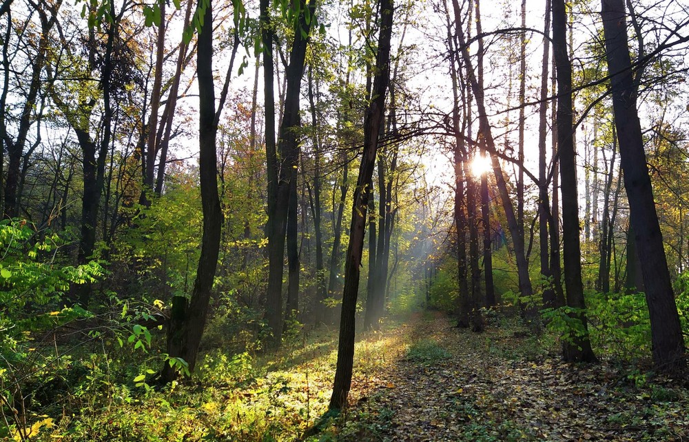 Фотографія Сонячний ранок в лісі / Anatoliy Storchak / photographers.ua