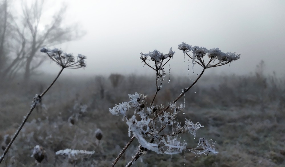 Фотографія Застиглий в інеї туман / Anatoliy Storchak / photographers.ua