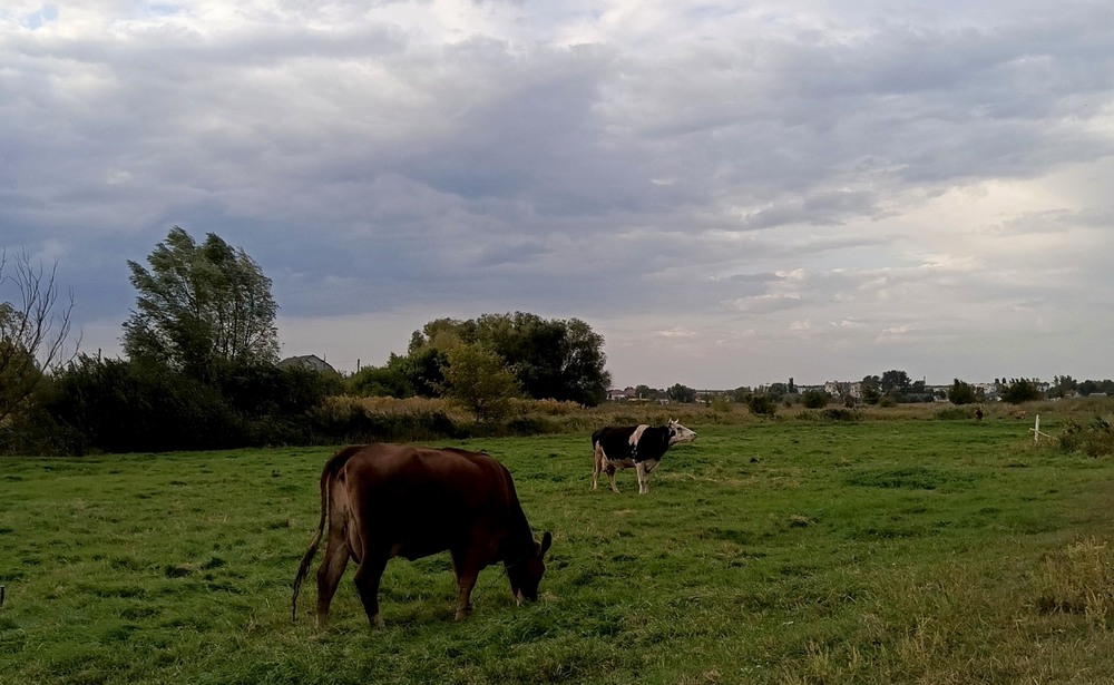 Фотографія Короткий день на пасовищі / Anatoliy Storchak / photographers.ua