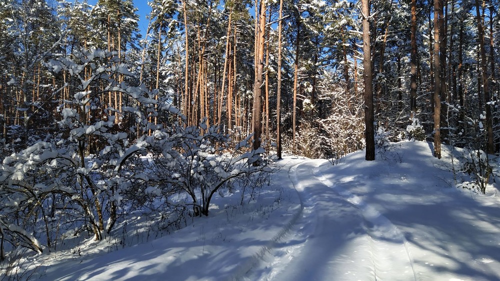 Фотографія В засніженому лісі / Anatoliy Storchak / photographers.ua