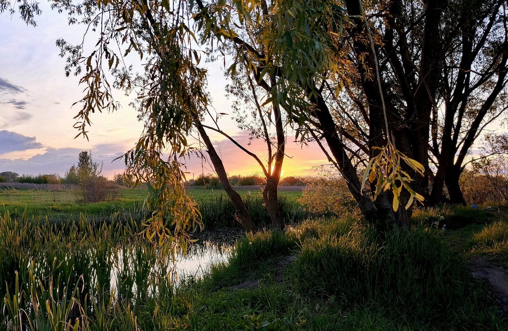 Фотографія Вечірня прогулянка / Anatoliy Storchak / photographers.ua