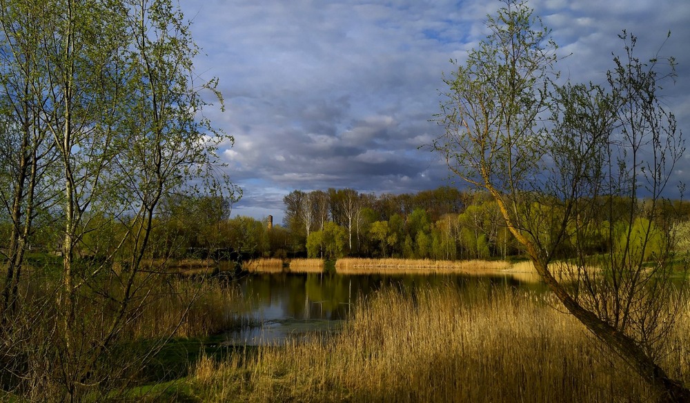 Фотографія Верба розпустилась / Anatoliy Storchak / photographers.ua