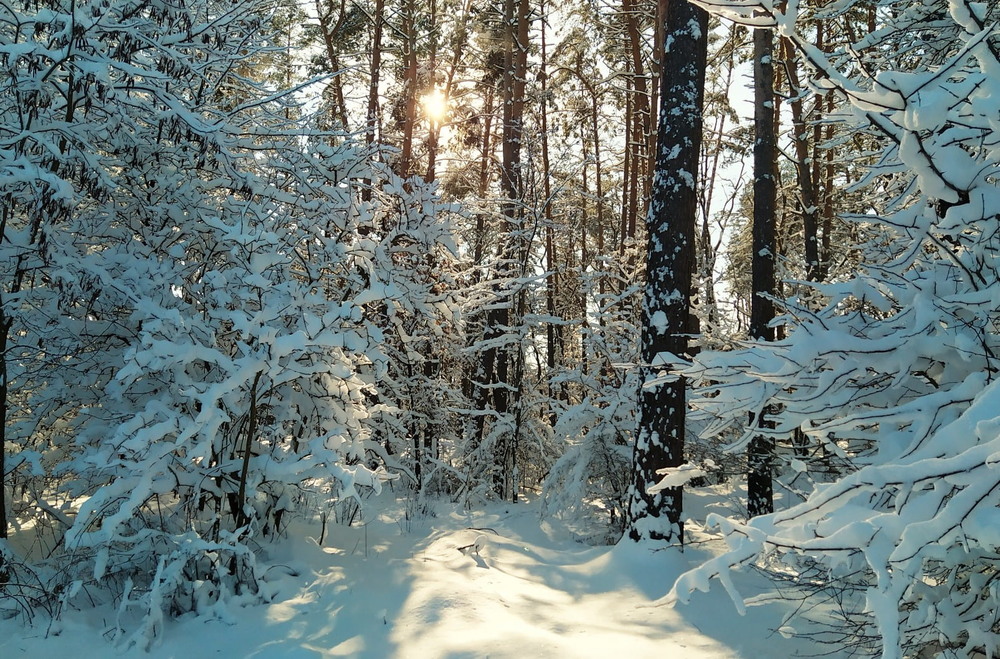 Фотографія Сонце в лісі / Anatoliy Storchak / photographers.ua