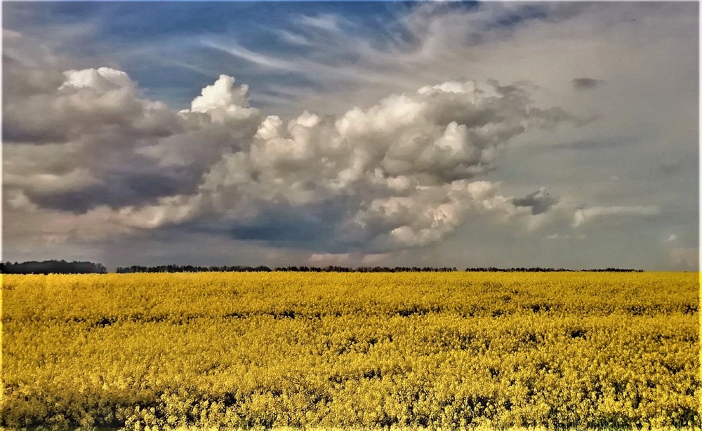 Фотографія Цвіте ріпак, жовтить поля / Anatoliy Storchak / photographers.ua