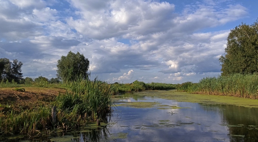 Фотографія Влітку біля річки / Anatoliy Storchak / photographers.ua