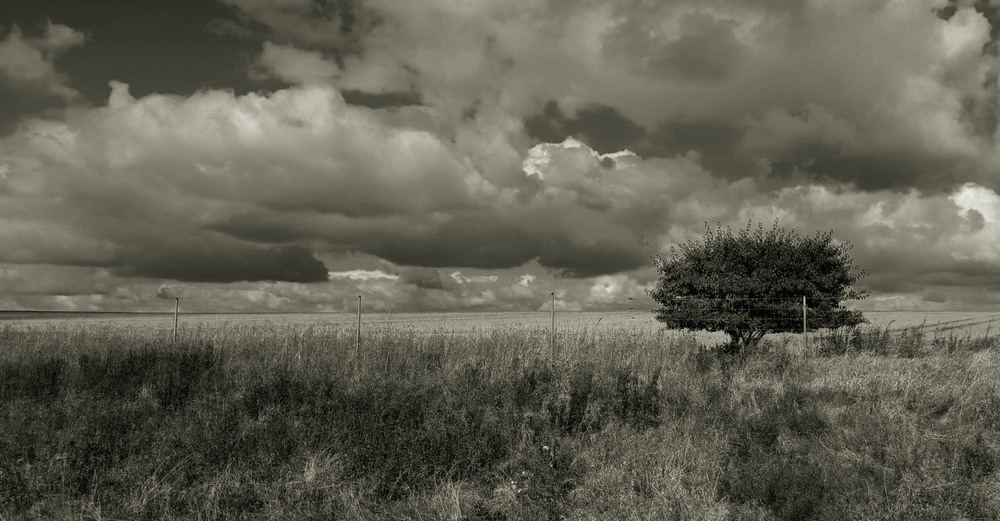 Фотографія Дерево в полі / Anatoliy Storchak / photographers.ua