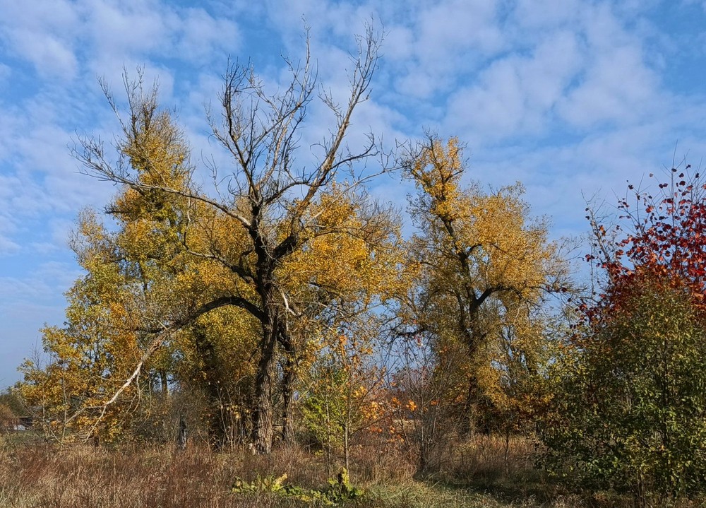 Фотографія Прощальні обійми осені... / Anatoliy Storchak / photographers.ua