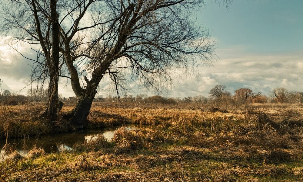 Фотографія На леваді / Anatoliy Storchak / photographers.ua