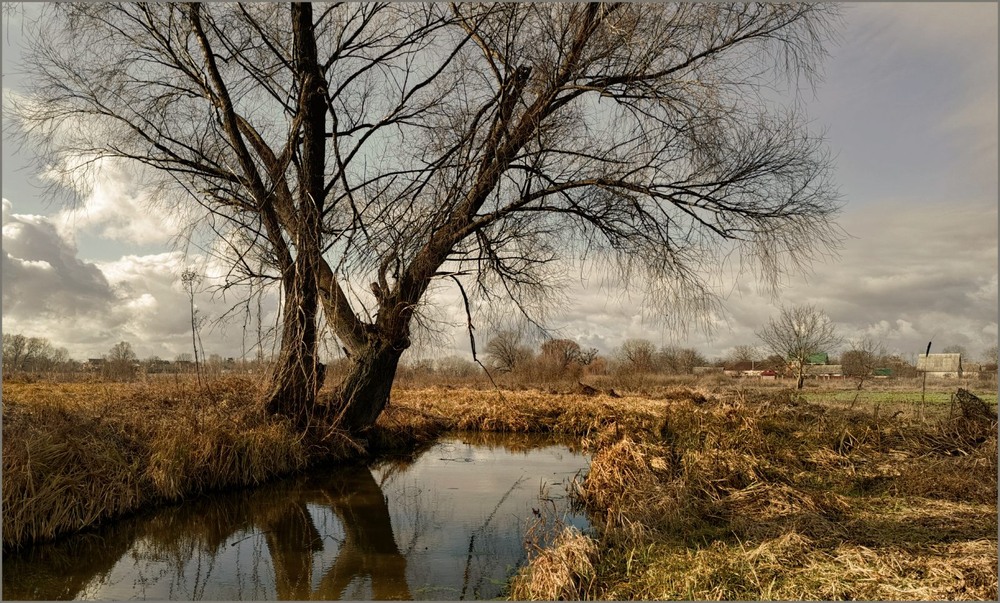 Фотографія Стоїть явір над водою, на воду схилився... / Anatoliy Storchak / photographers.ua