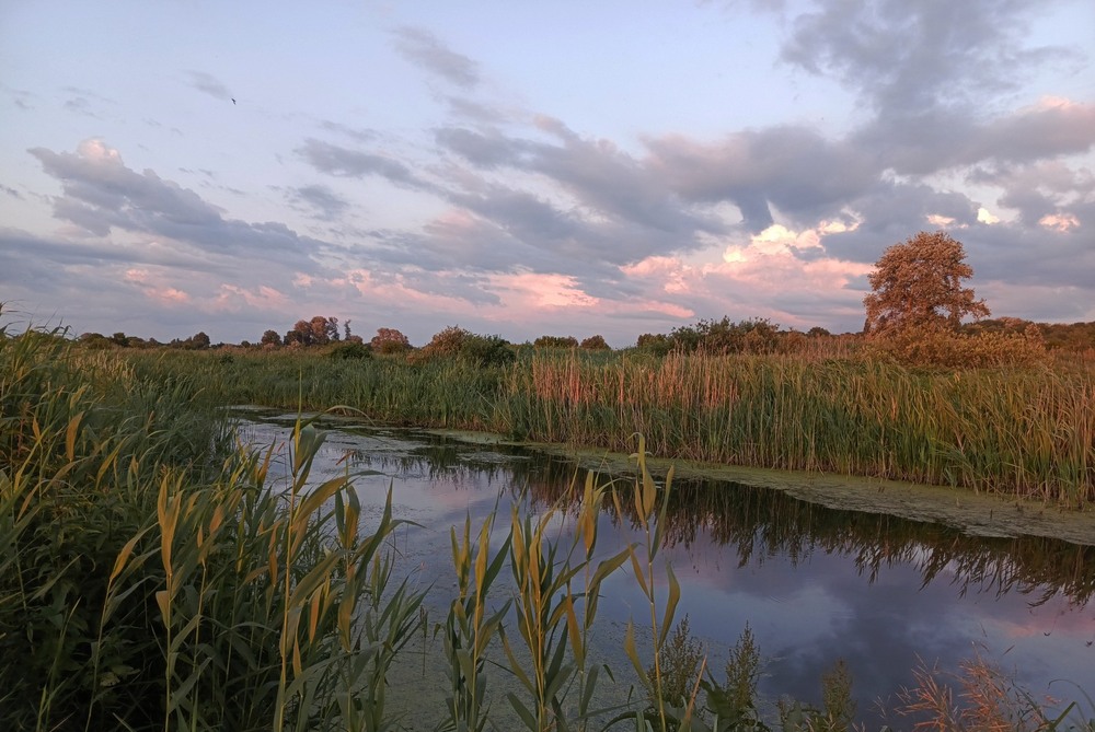 Фотографія Червневий вечір / Anatoliy Storchak / photographers.ua