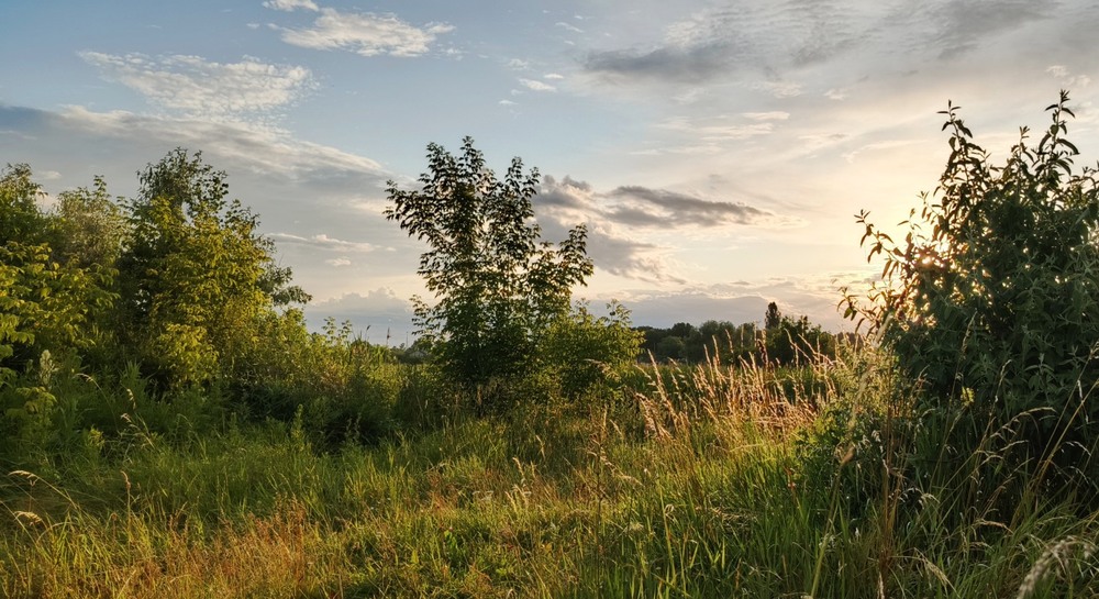 Фотографія Золотисті промені / Anatoliy Storchak / photographers.ua