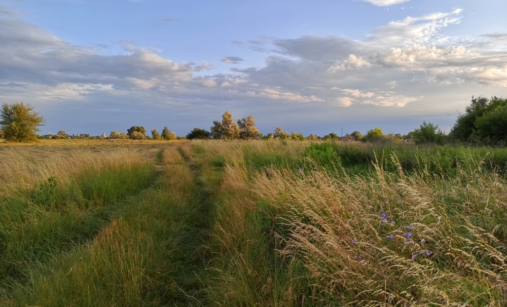 Фотографія Там, де трави похилі / Anatoliy Storchak / photographers.ua