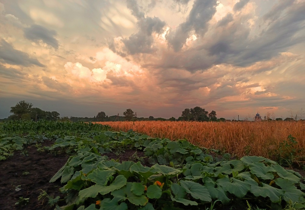 Фотографія Ніч опускається на гарбузи / Anatoliy Storchak / photographers.ua
