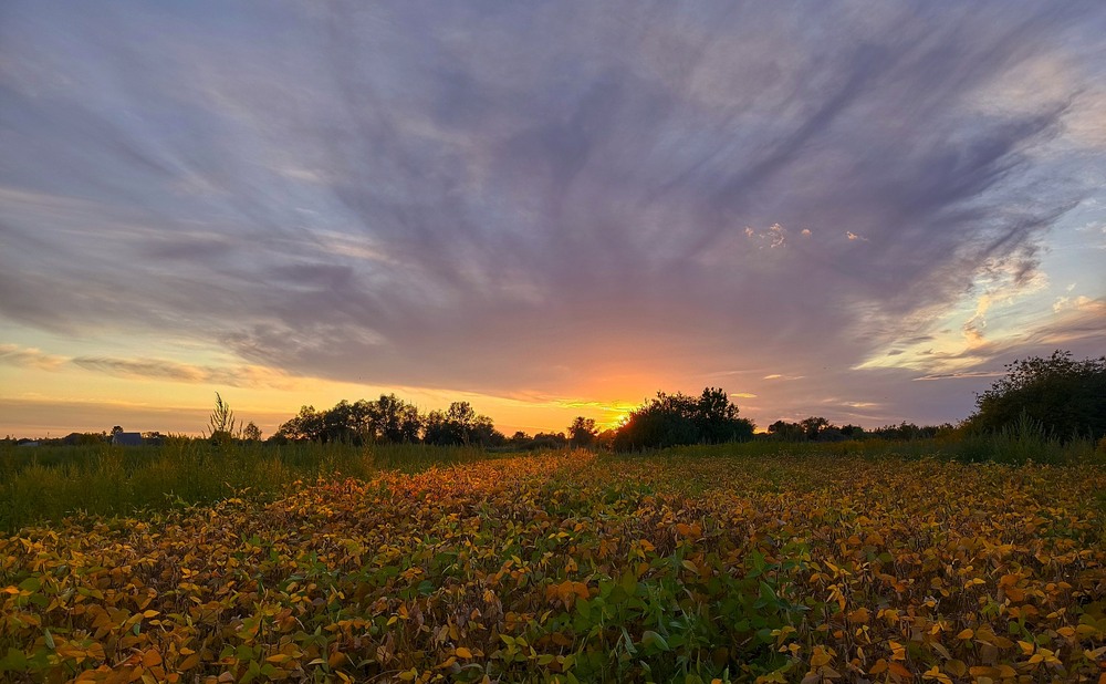 Фотографія Вже літо догорає / Anatoliy Storchak / photographers.ua