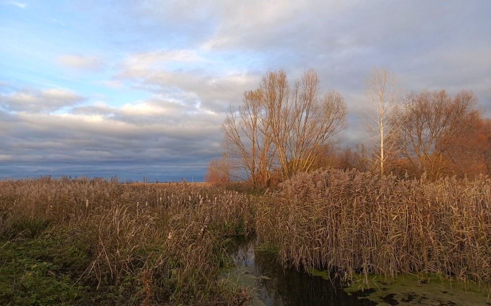 Фотографія В листопаді / Anatoliy Storchak / photographers.ua
