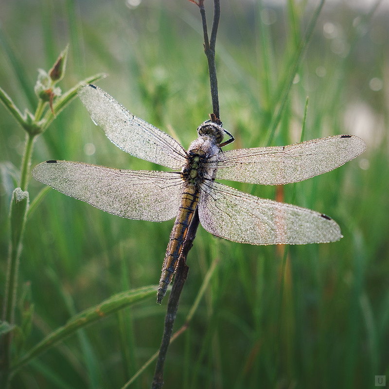 Фотографія Dragonfly / Upsetter / photographers.ua