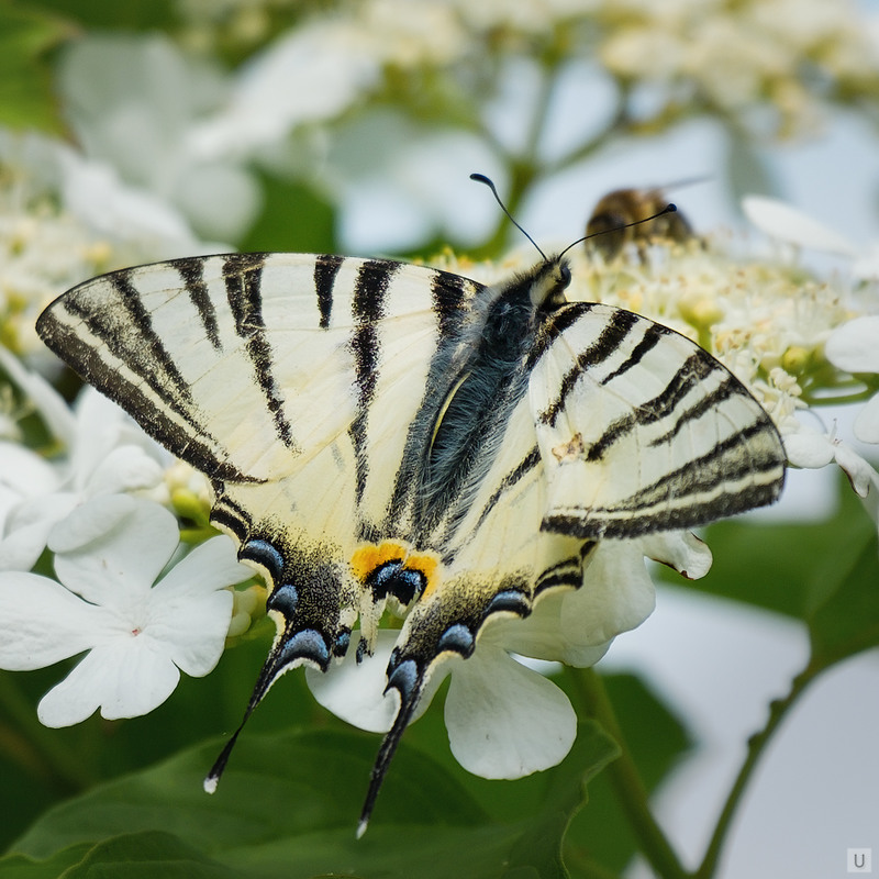 Фотографія Butterfly / Upsetter / photographers.ua