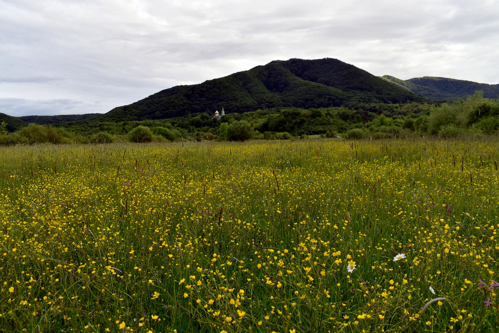 Фотографія Квіти Закарпаття / Крутий Николай / photographers.ua