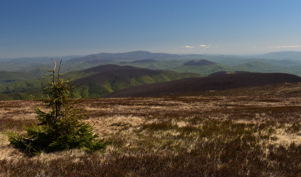 Фотографія Полонина-Руна / Крутий Николай / photographers.ua