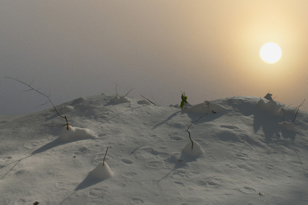 Фотографія час затишку та смаку  снігу ... / Крутий Николай / photographers.ua
