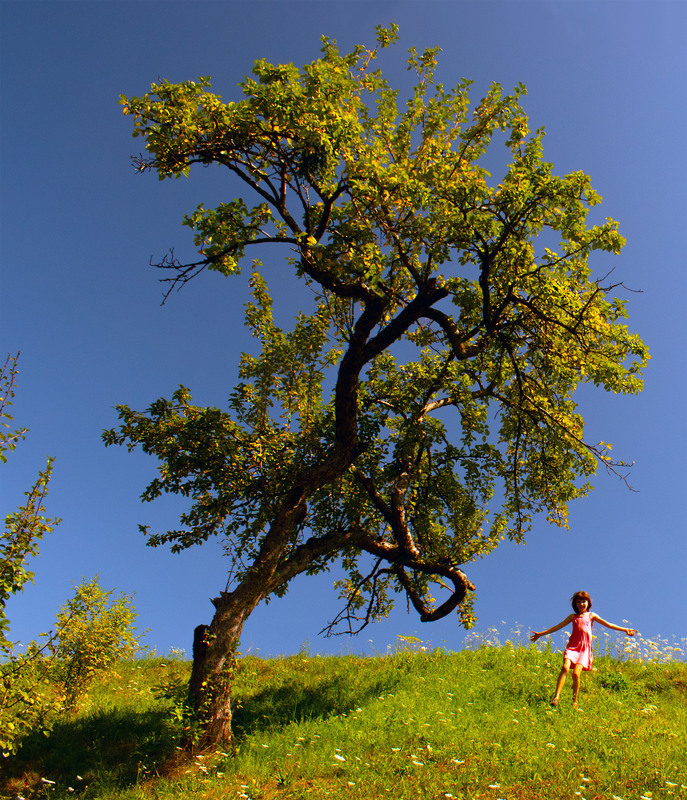 Фотографія Біля старої яблуні / Крутий Николай / photographers.ua