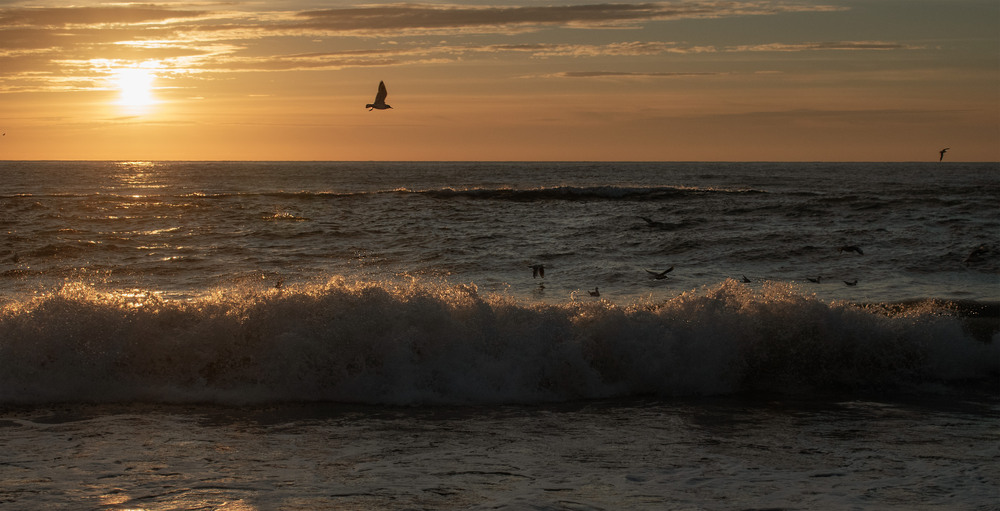 Фотографія З неба чайки білокрилі З криком падають на хвилі / Крутий Николай / photographers.ua