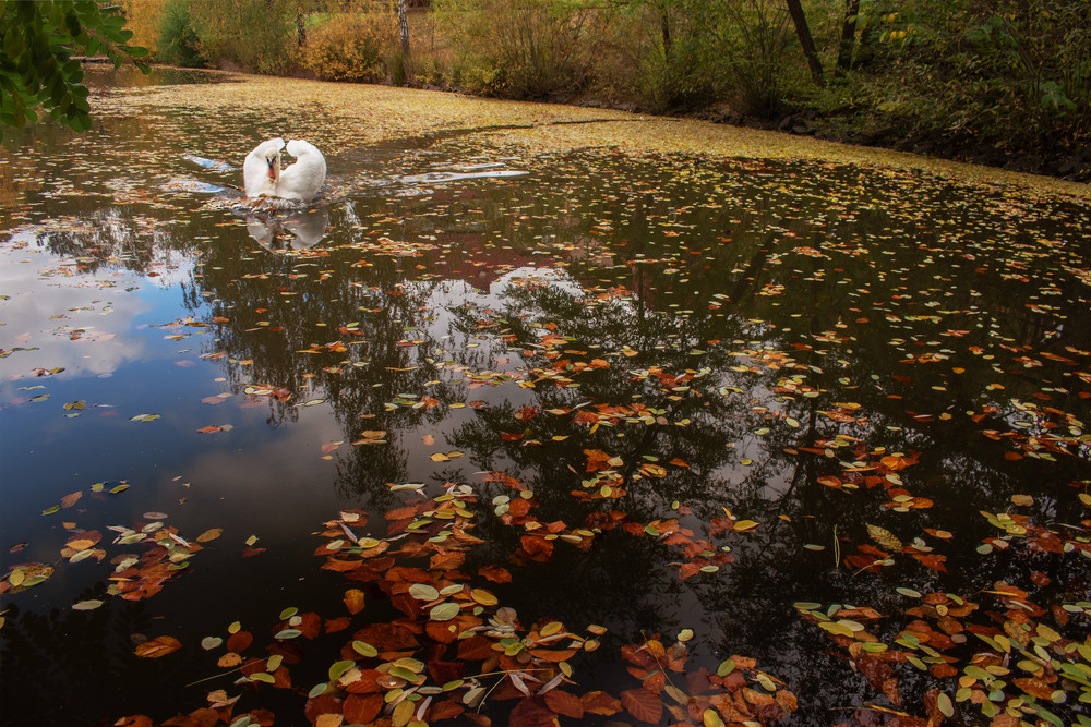 Фотографія Господар ставу / Крутий Николай / photographers.ua