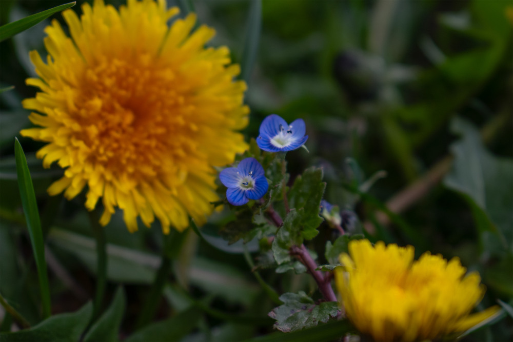 Фотографія прийшла весна... / Крутий Николай / photographers.ua
