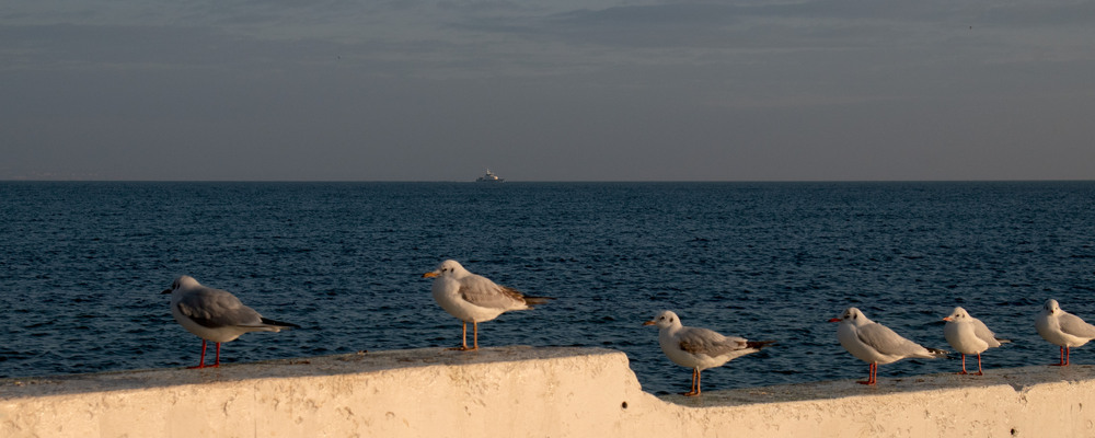 Фотографія На варті / Крутий Николай / photographers.ua