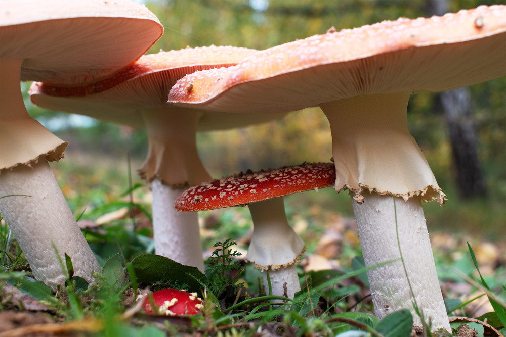 Фотографія одна родина / Крутий Николай / photographers.ua