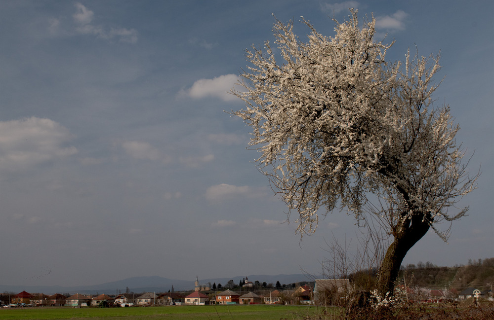 Фотографія у природі є чому радіти, пора цвітіння в край до нас прийшла / Крутий Николай / photographers.ua