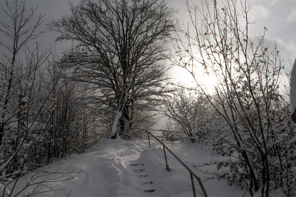 Фотографія після снігопаду в Міжгір'ї / Крутий Николай / photographers.ua