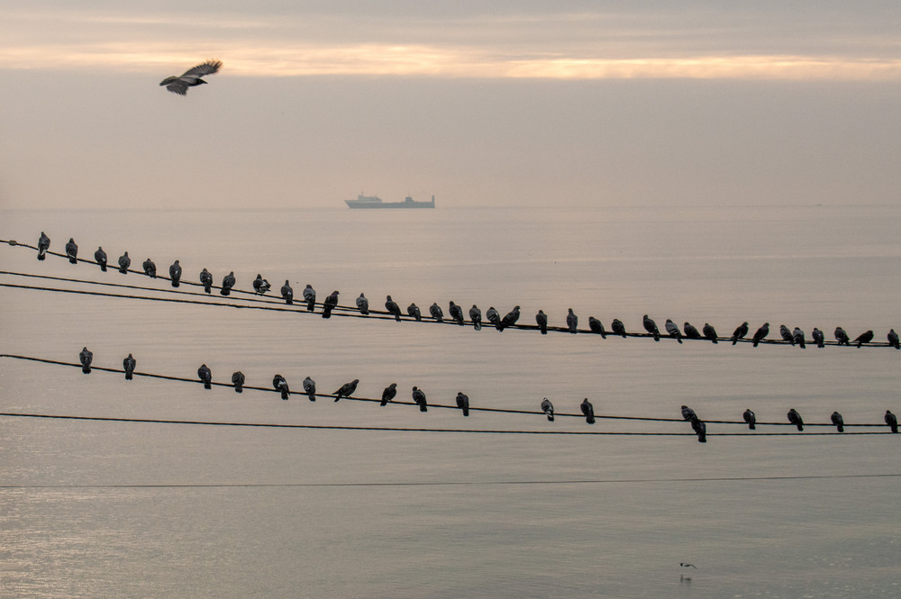 Фотографія ранкова Мелодія / Крутий Николай / photographers.ua