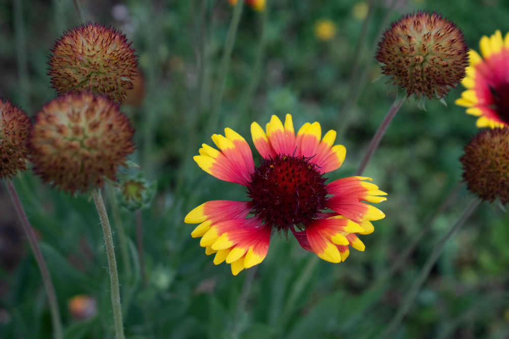 Фотографія Літня / Крутий Николай / photographers.ua