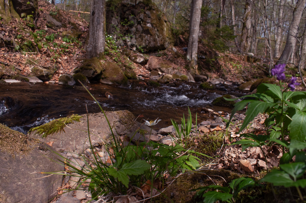 Фотографія весна прийшла в Карпати / Крутий Николай / photographers.ua