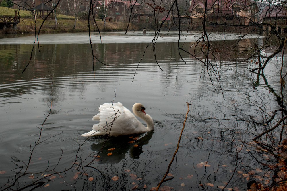 Фотографія зустріч з Господарем ставу / Крутий Николай / photographers.ua