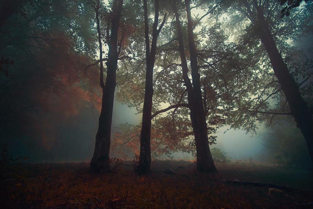 Фотографія Лісовий туман / Andrew Zubenko / photographers.ua
