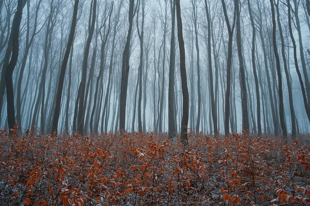 Фотографія Засинаючий ліс / Andrew Zubenko / photographers.ua